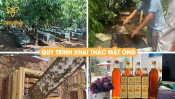 Bảo vệ loài ong & môi trường