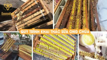 Trang trại nuôi ong đạt chuẩn